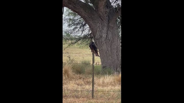 Lesser Yellow-headed Vulture - ML524985281