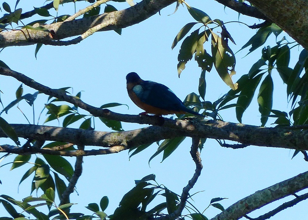 Stork-billed Kingfisher - ML52498531