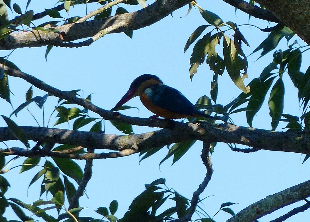 Stork-billed Kingfisher - ML52498541