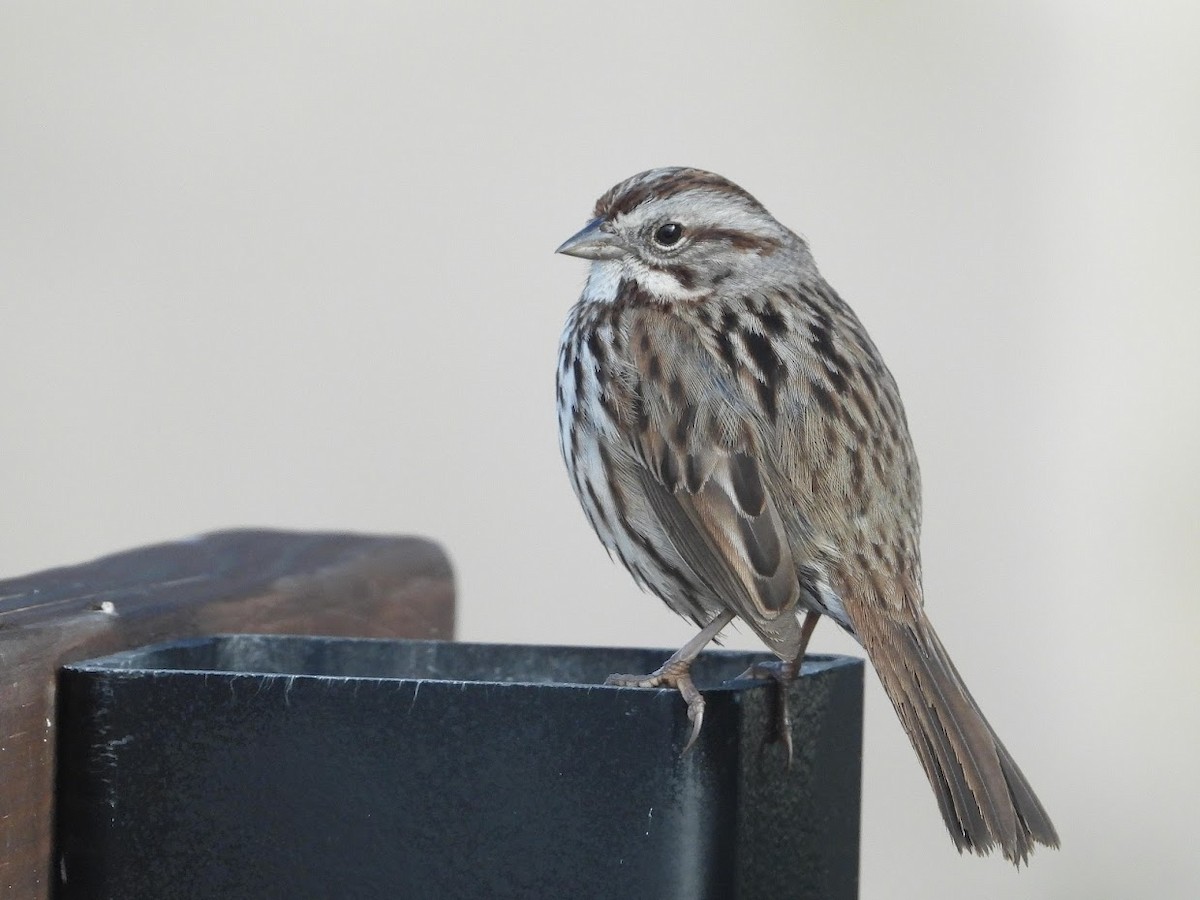 Song Sparrow - Long-eared Owl