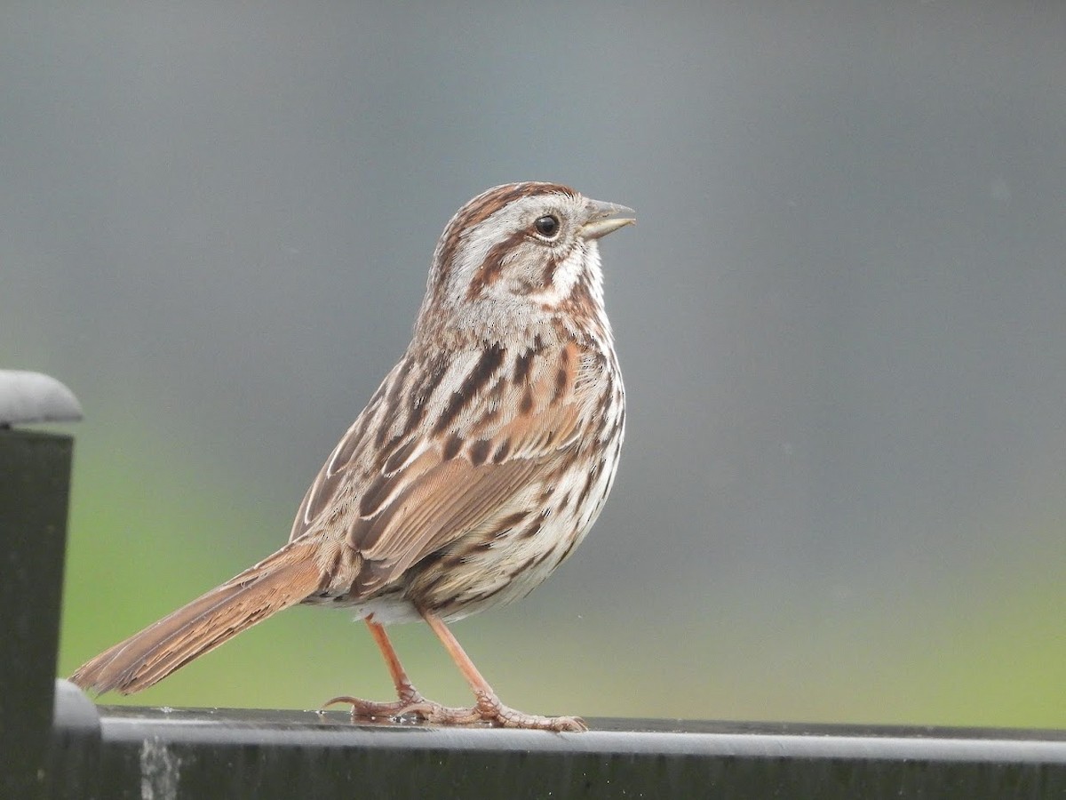 Song Sparrow - Long-eared Owl