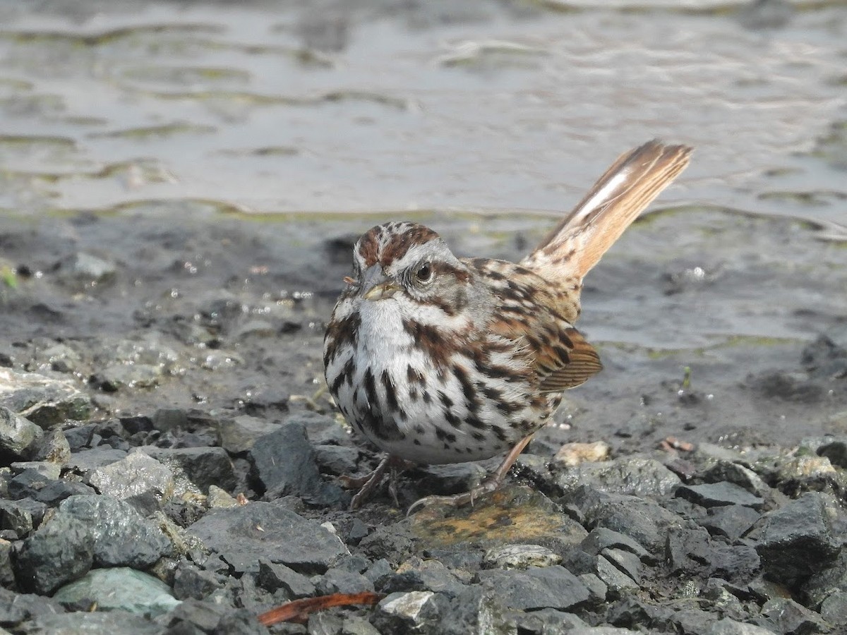 Song Sparrow - ML524985731