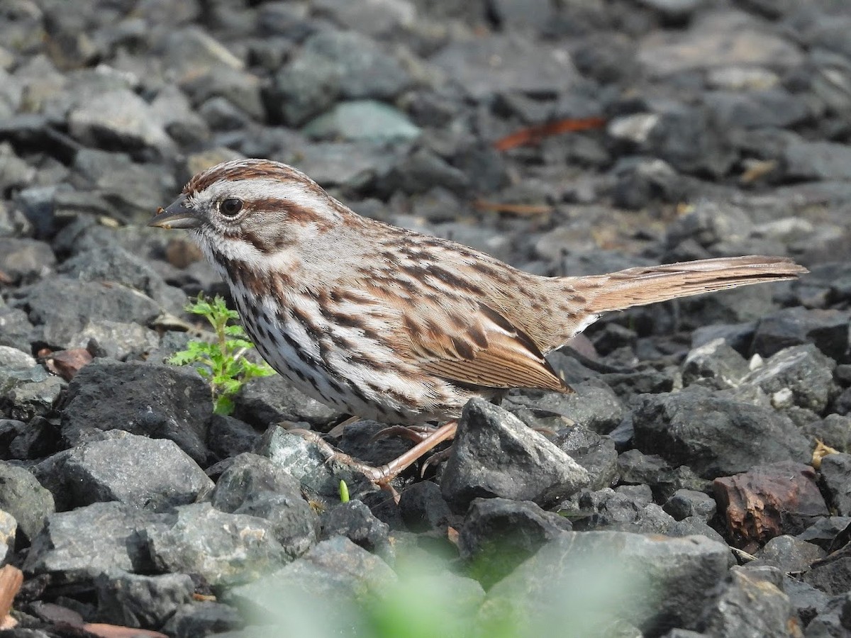 Song Sparrow - Long-eared Owl