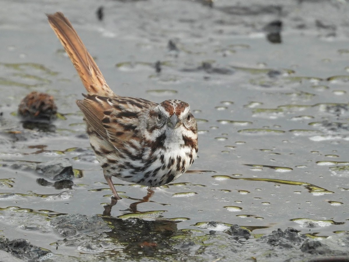 Song Sparrow - Long-eared Owl