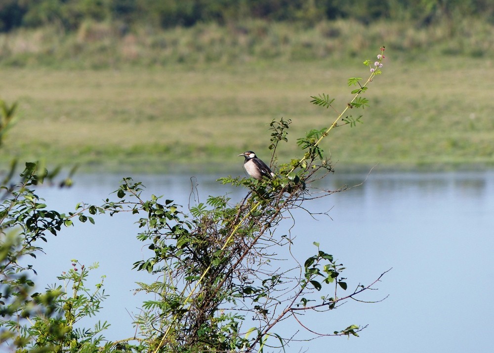 Indian Pied Starling - ML52498601