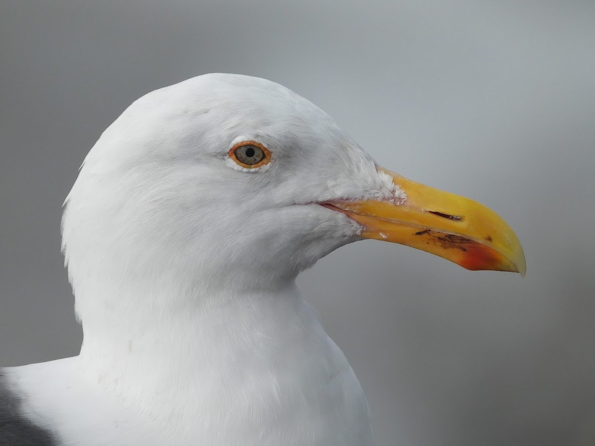 Western Gull - ML524986101