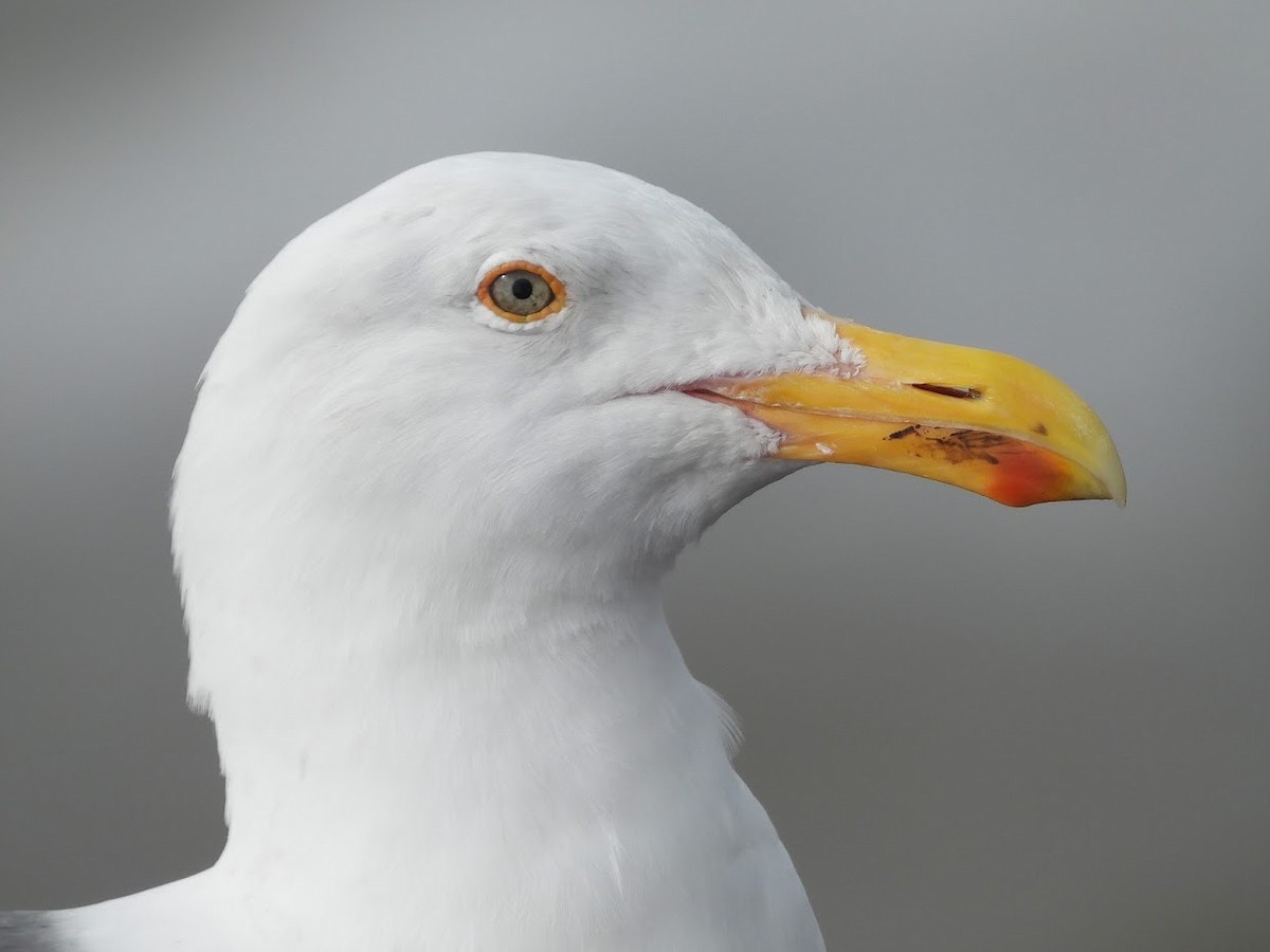 Goéland d'Audubon - ML524986171