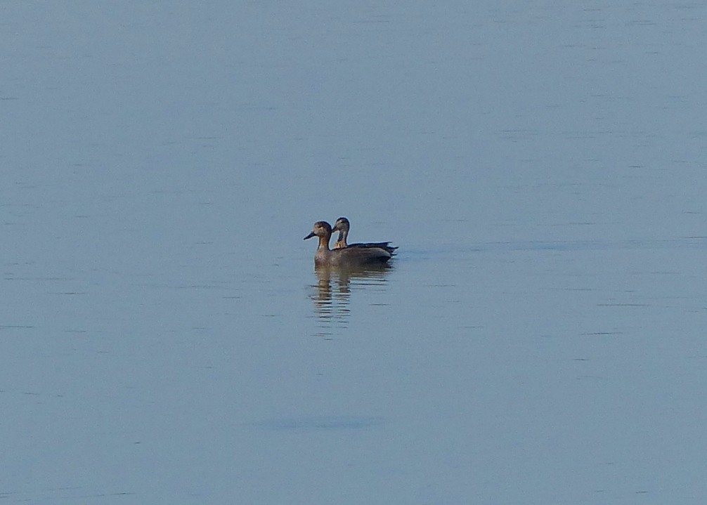 Gadwall - ML52498631