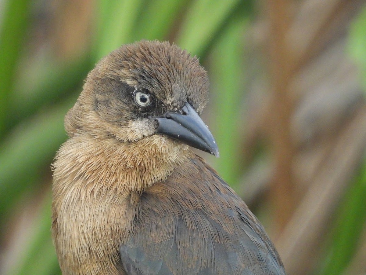 Great-tailed Grackle - ML524986391