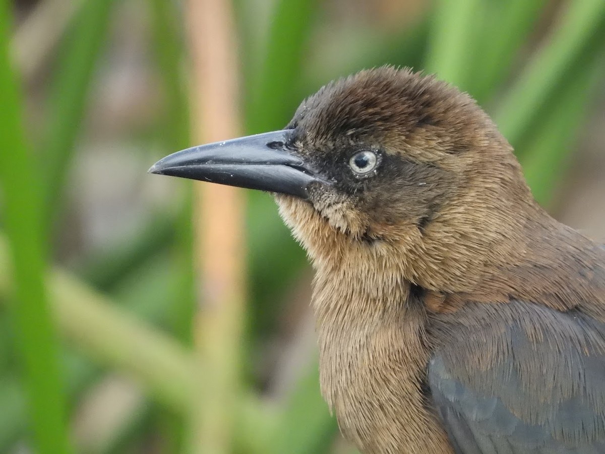 Great-tailed Grackle - ML524986431