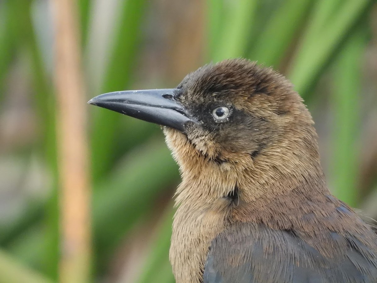 Great-tailed Grackle - ML524986511
