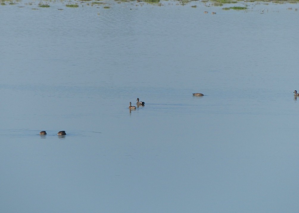 Gadwall - ML52498661