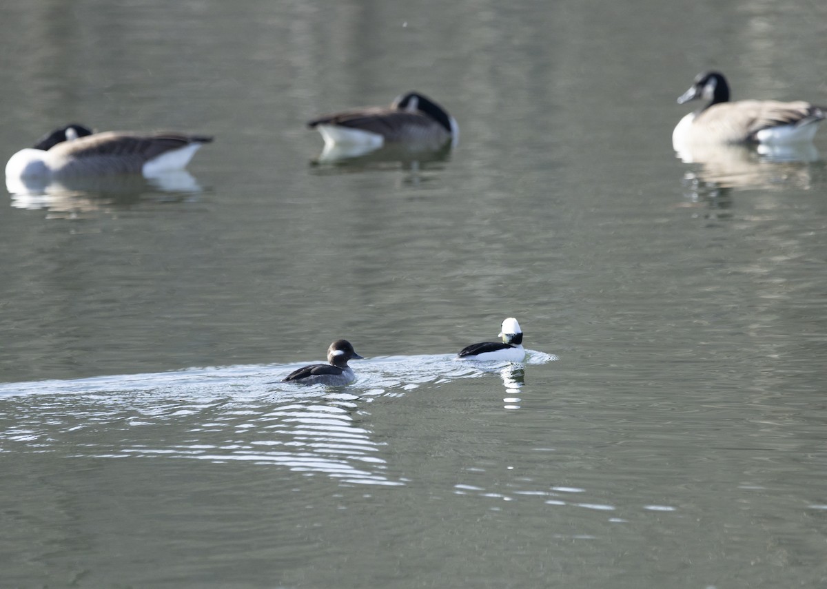 Bufflehead - Jim Tolbert