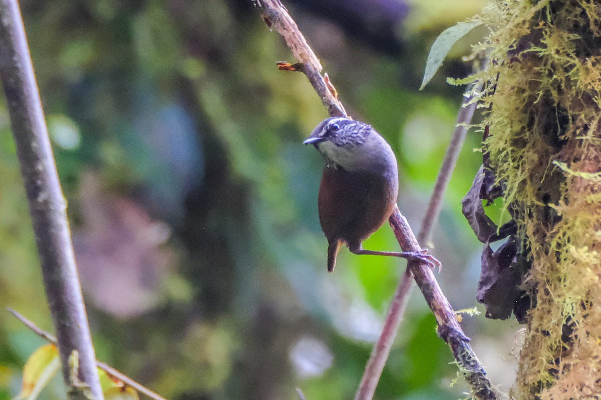 Gray-breasted Wood-Wren - ML524986751