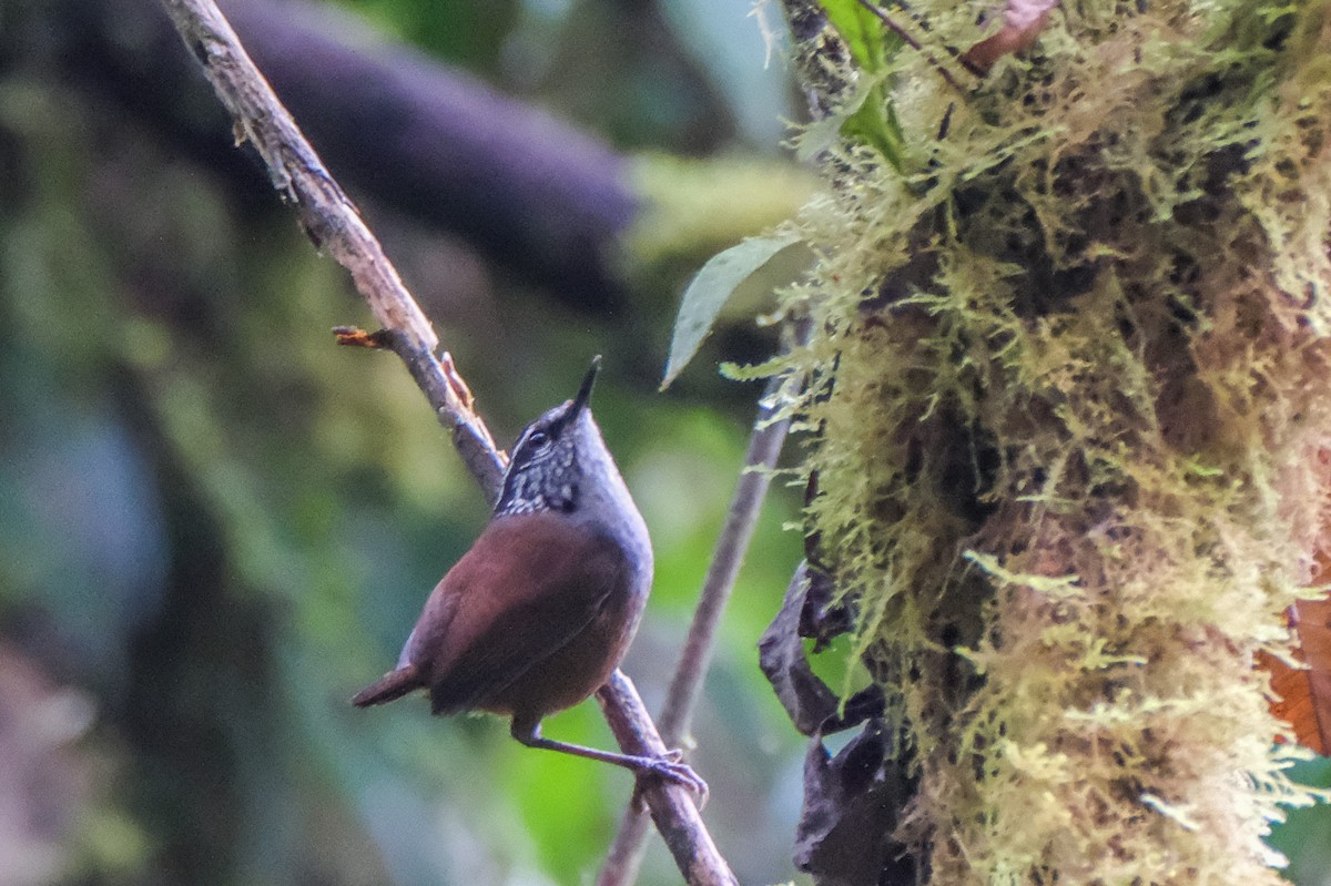 Gray-breasted Wood-Wren - ML524986801