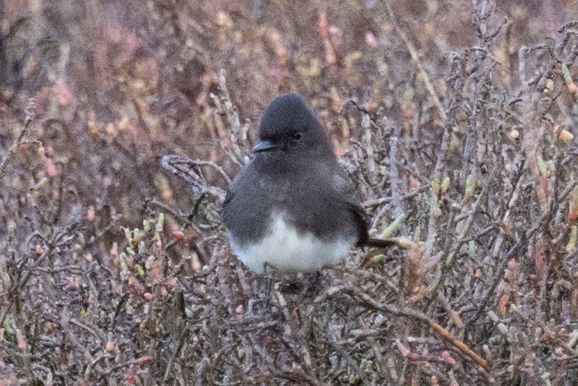 Black Phoebe - ML524986921