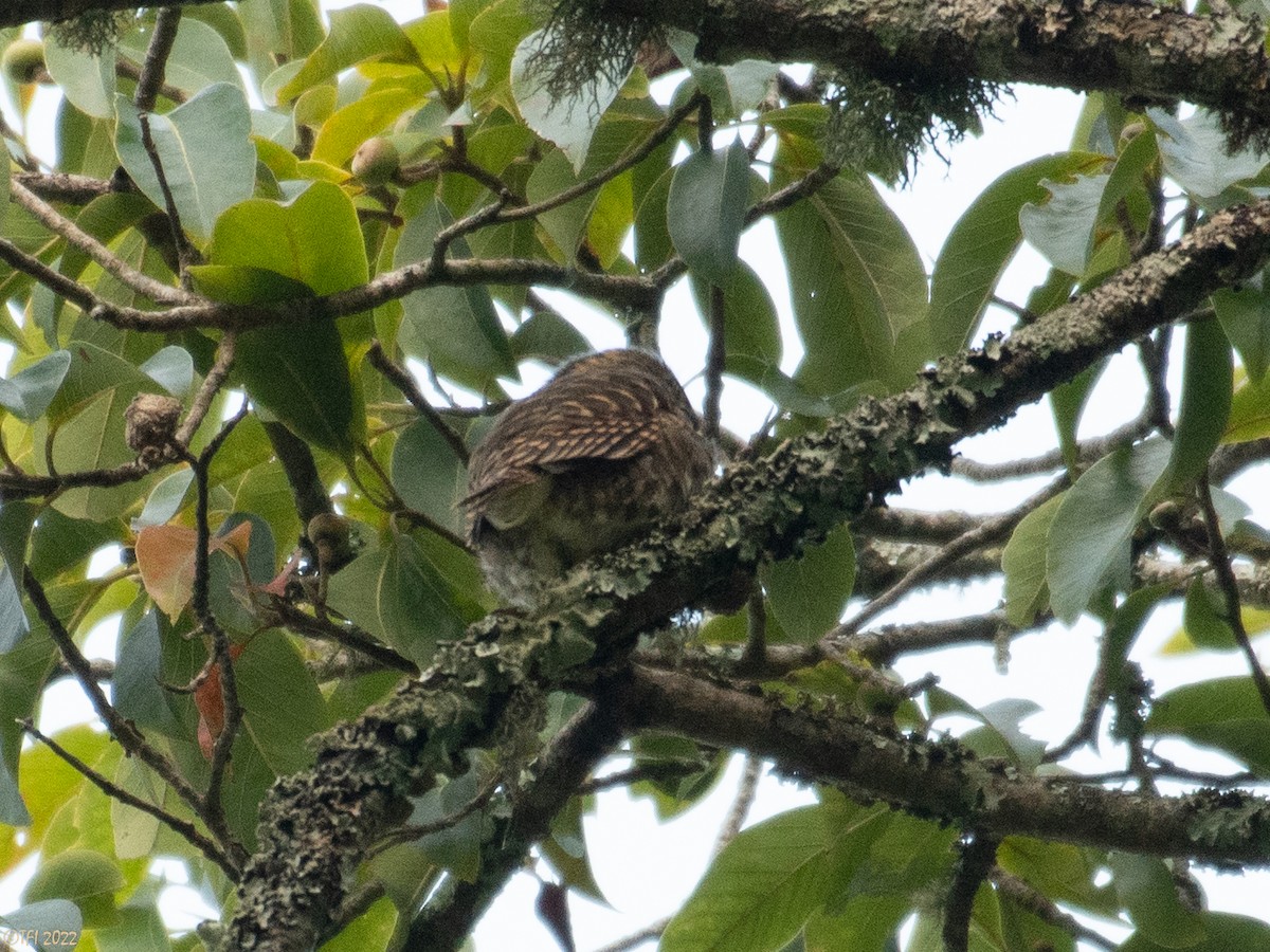 Collared Owlet - ML524986981