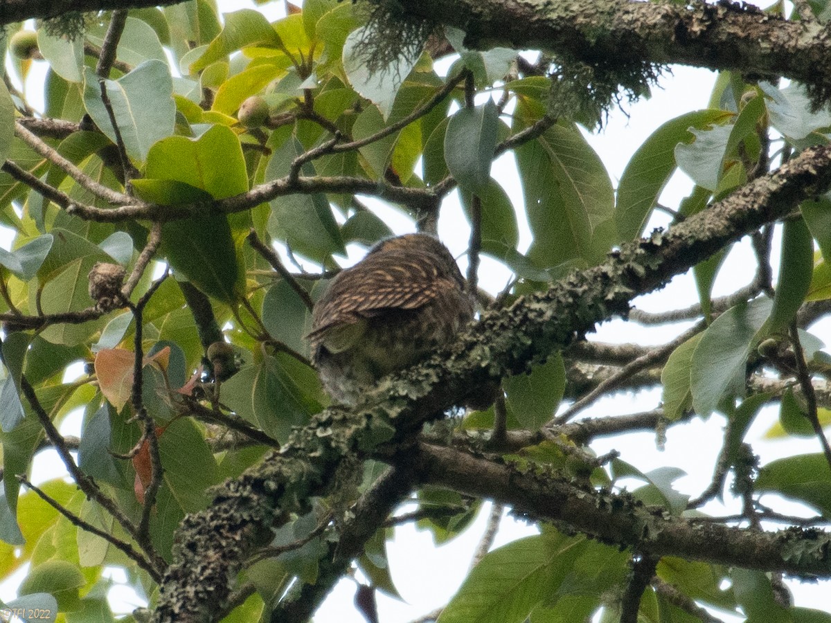 Collared Owlet - ML524986991