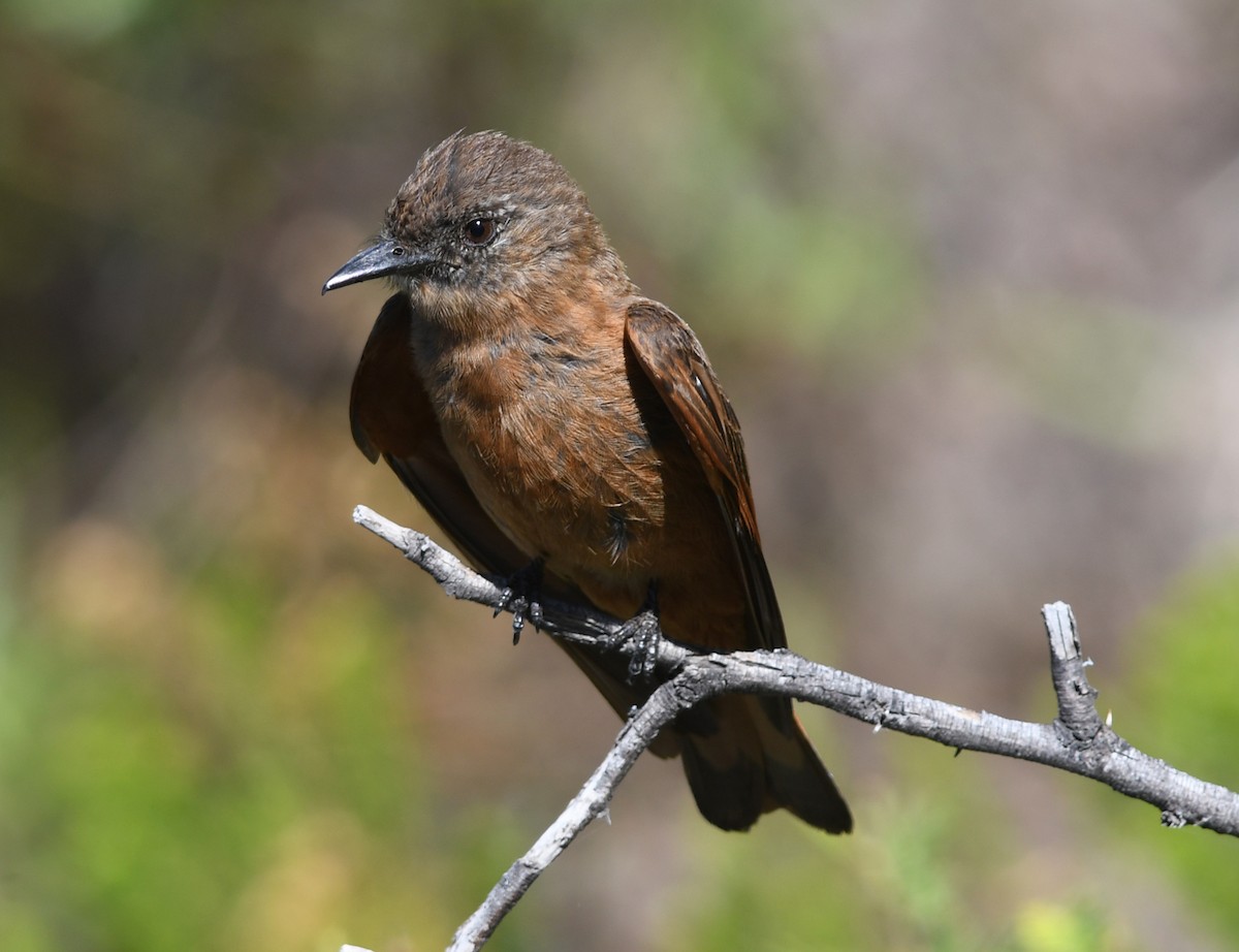 Cliff Flycatcher - ML524987281