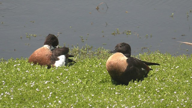 Australian Shelduck - ML524987591