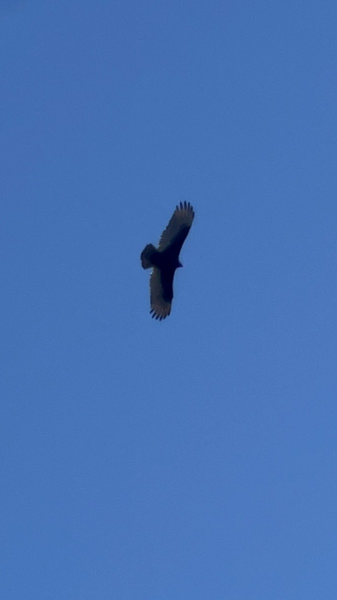Turkey Vulture - chel sea