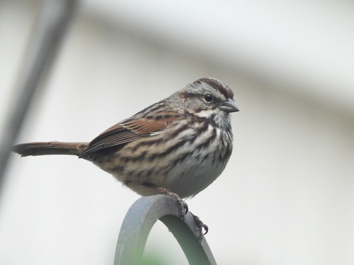Song Sparrow - ML524987711