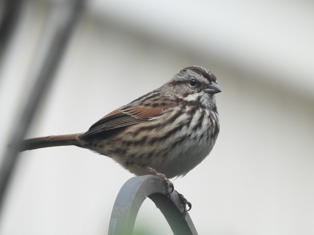 Song Sparrow - ML524987801