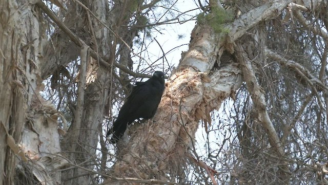 Corbeau d'Australie - ML524988001