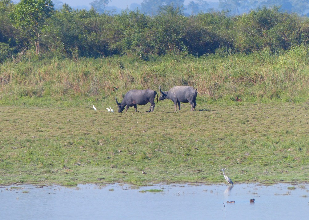 Eastern Cattle Egret - ML52498881