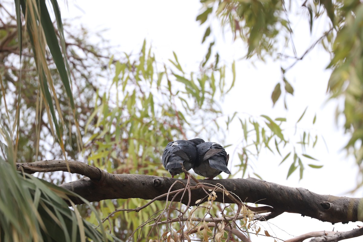 Rock Pigeon (Feral Pigeon) - ML524989051