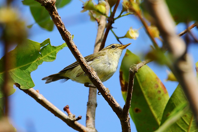 Japanese Leaf/Arctic/Kamchatka Leaf Warbler - Roland Lo