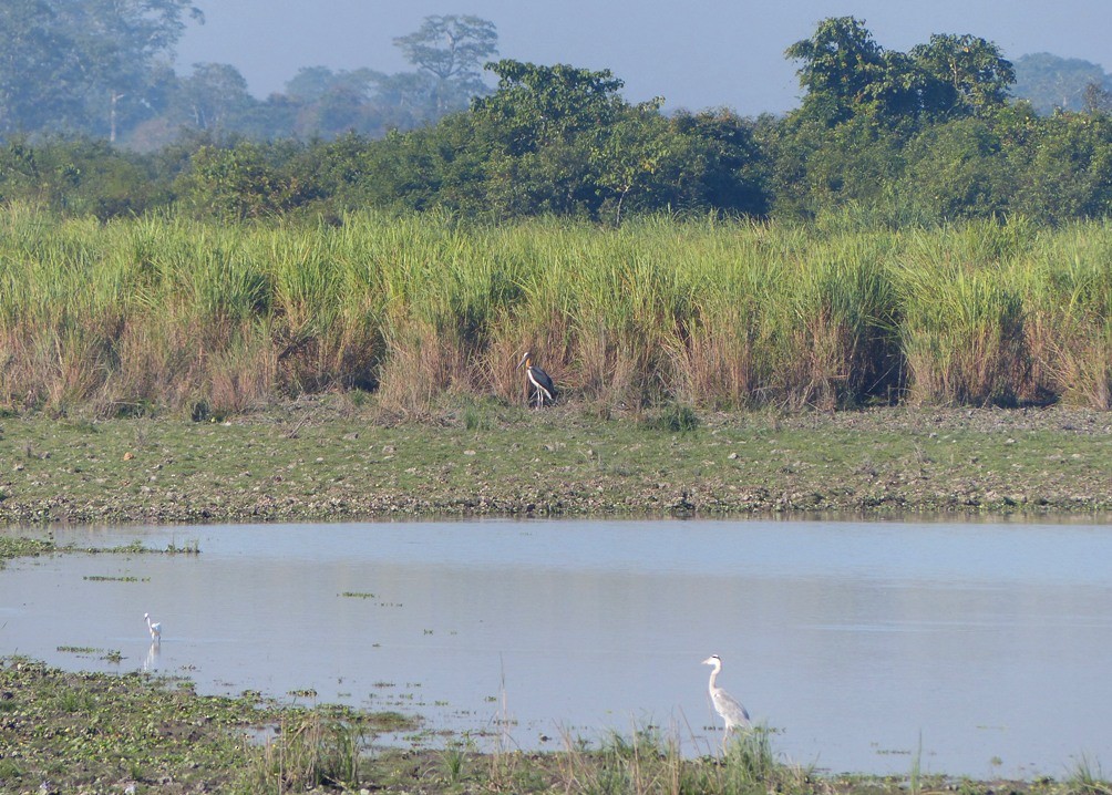 Lesser Adjutant - ML52498931