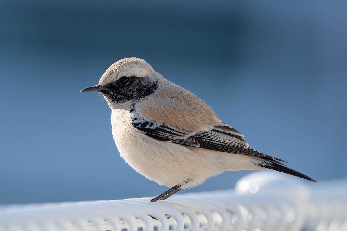 Desert Wheatear - ML524989661