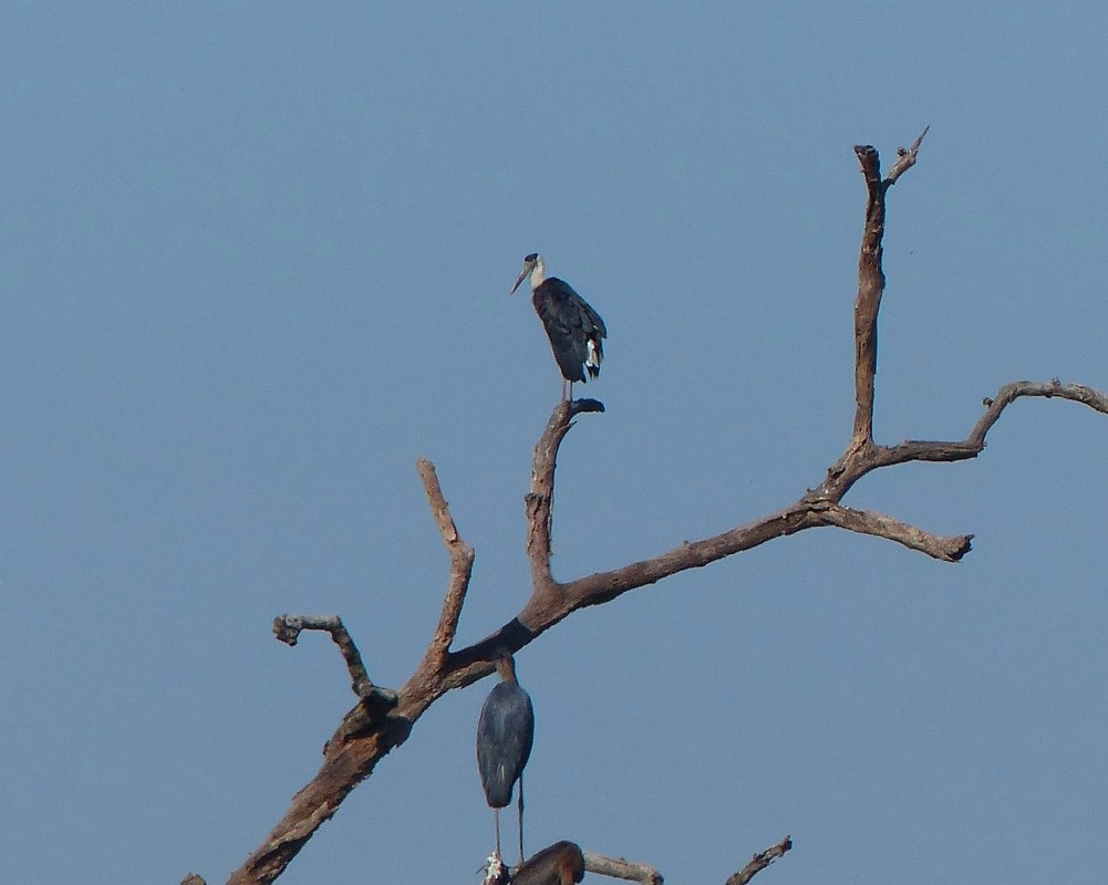 Asian Woolly-necked Stork - ML52498971