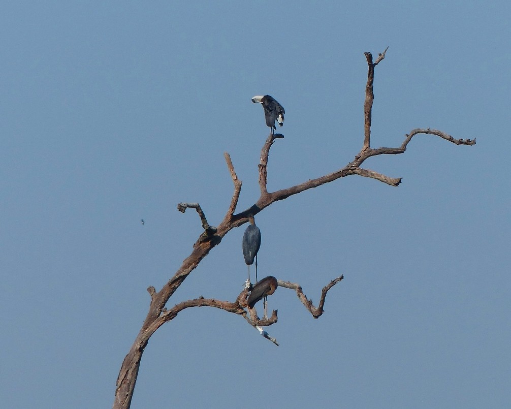 Asian Woolly-necked Stork - ML52498981