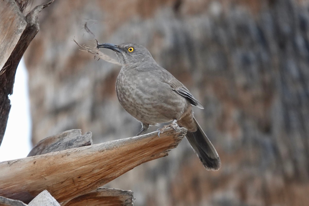 Curve-billed Thrasher - ML524989841