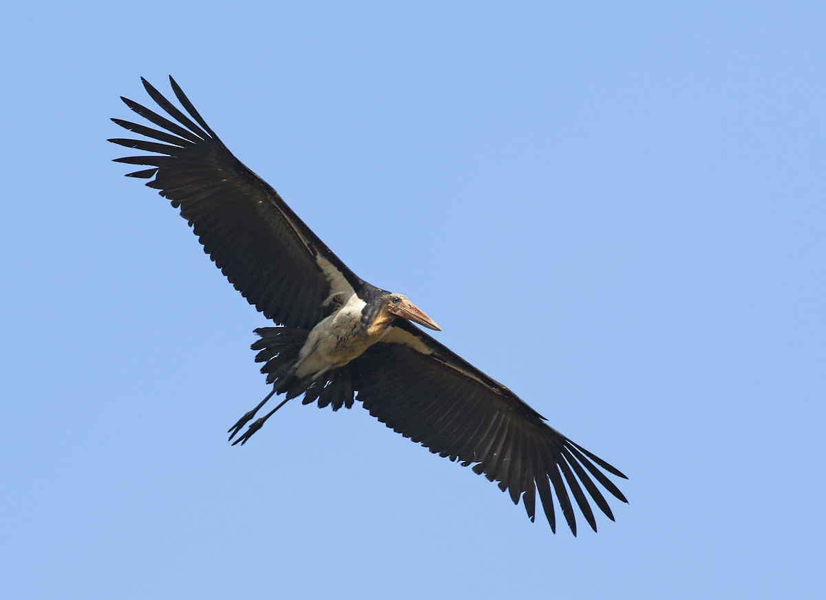 Lesser Adjutant - Dave Bakewell