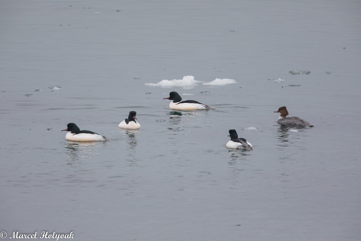 Common Merganser - ML524991411