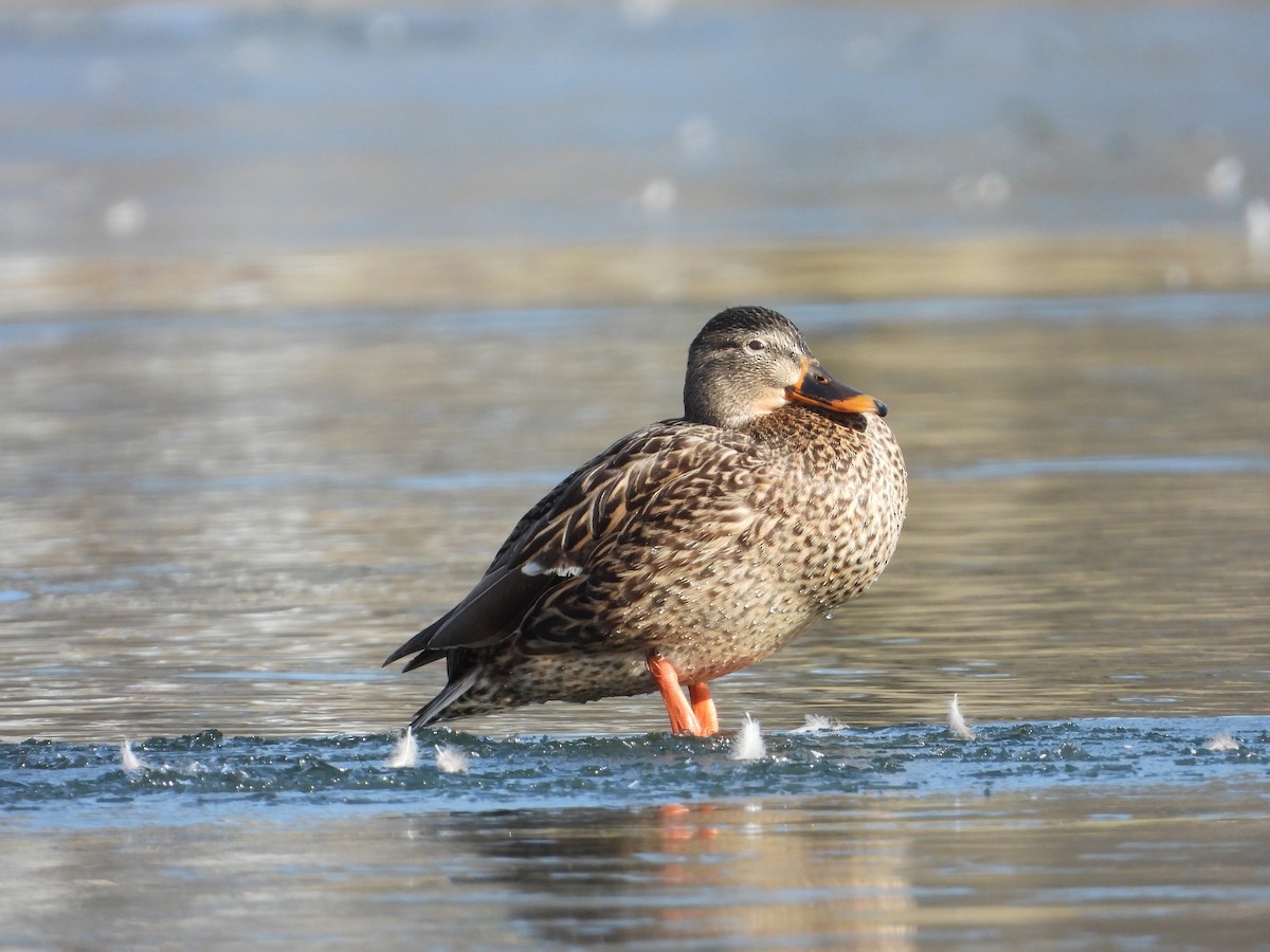 Canard colvert - ML524992481