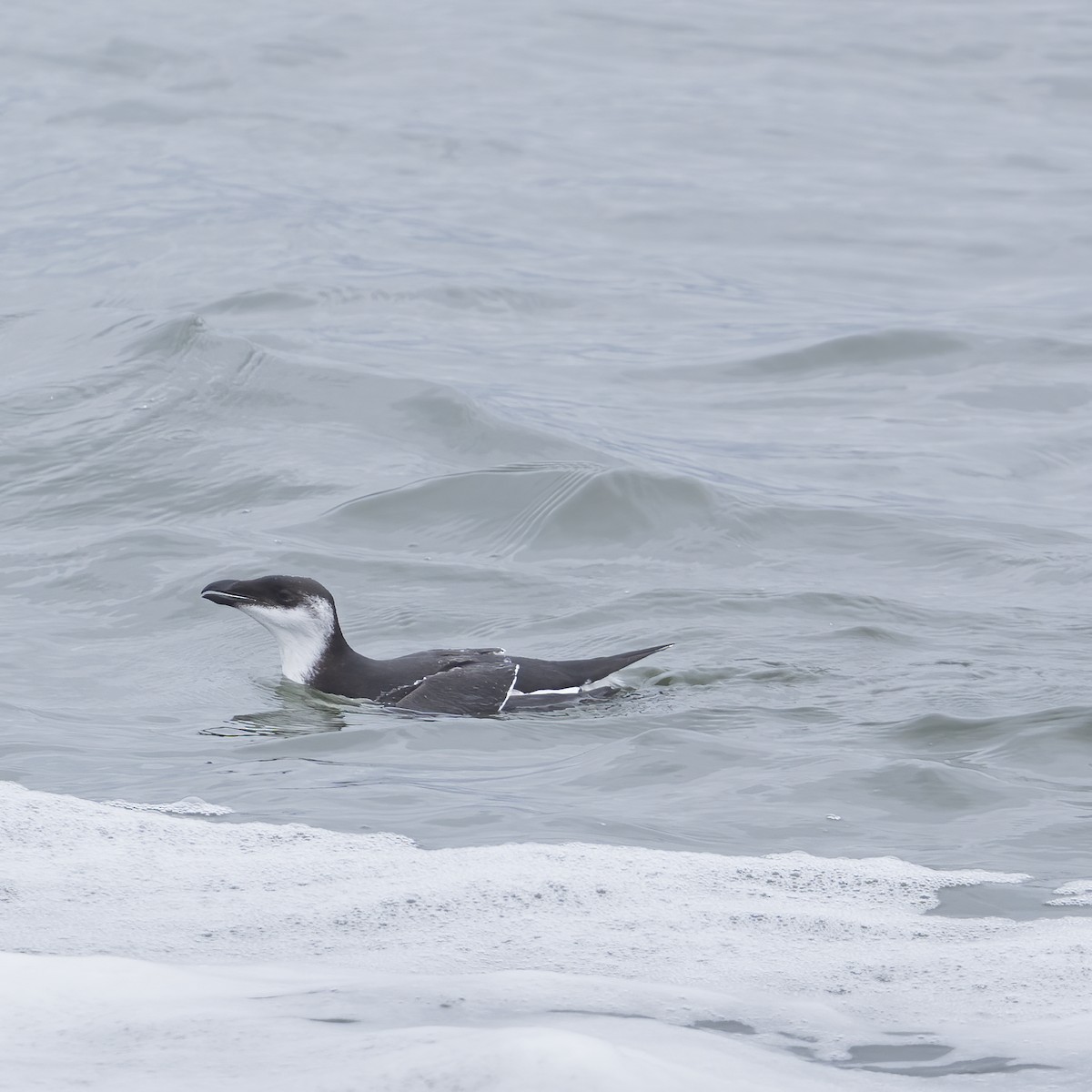 Razorbill - ML524993351