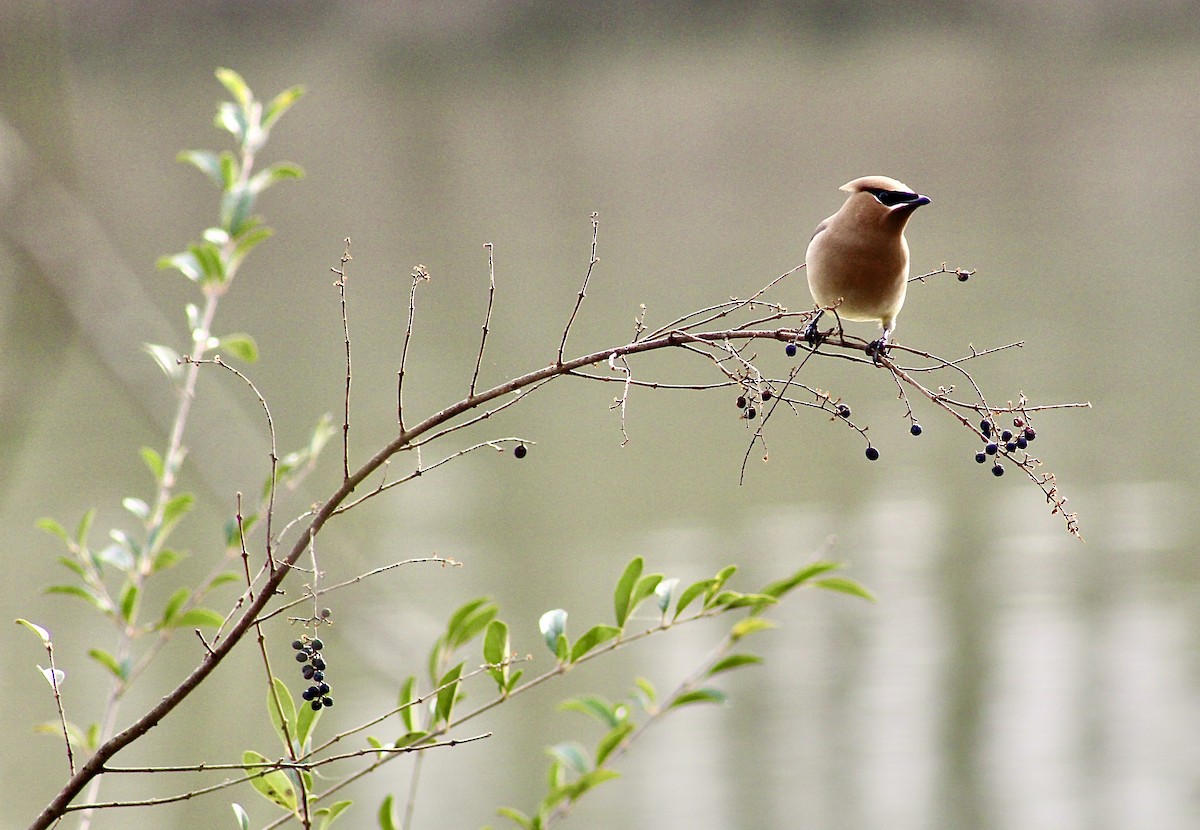 Cedar Waxwing - ML524993911