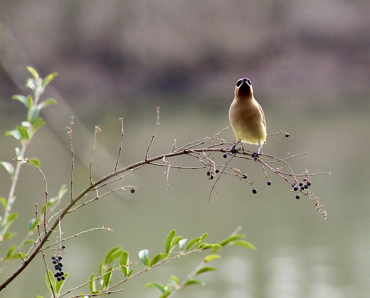 Cedar Waxwing - Rolin Cosper