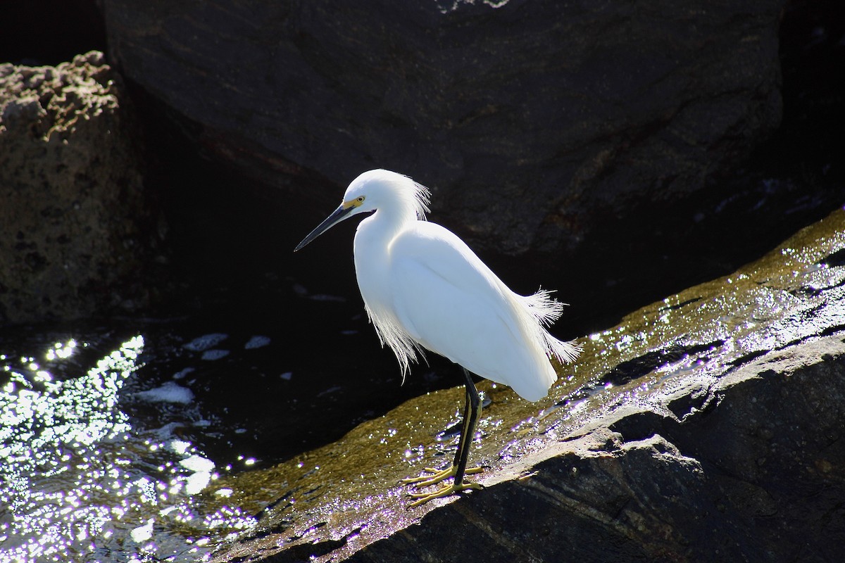 Snowy Egret - Sierra Mayer