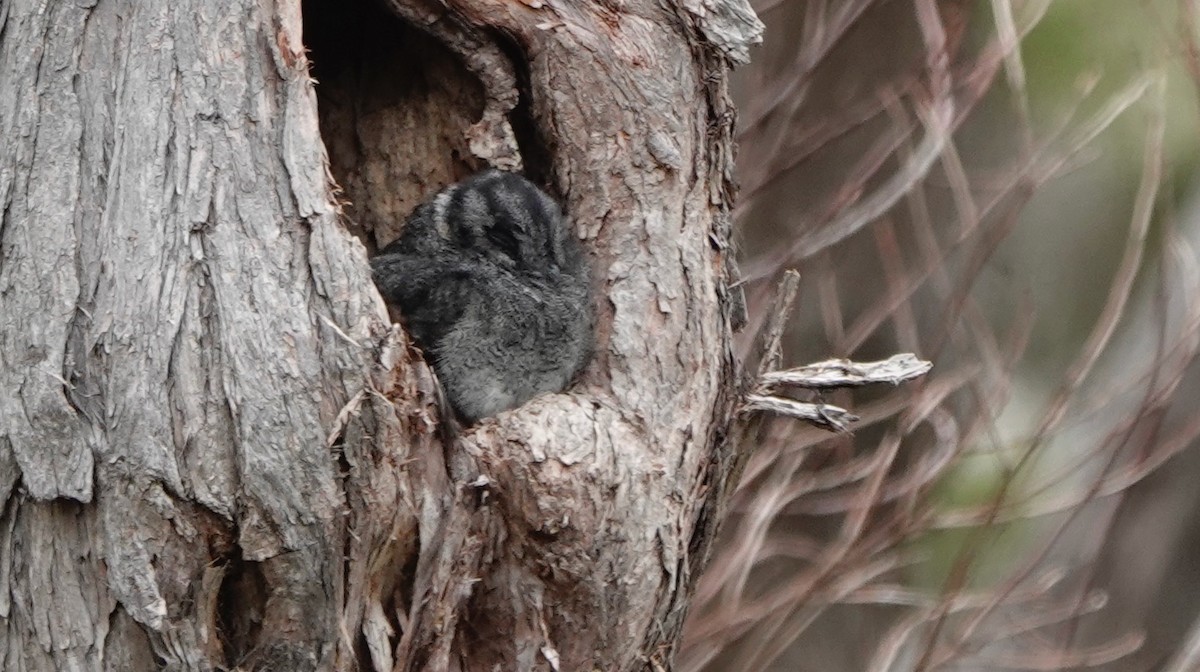 Australian Owlet-nightjar - Pamela Jones