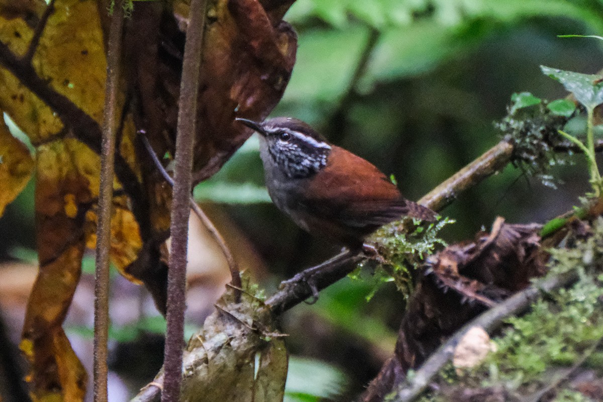 Gray-breasted Wood-Wren - ML524995631
