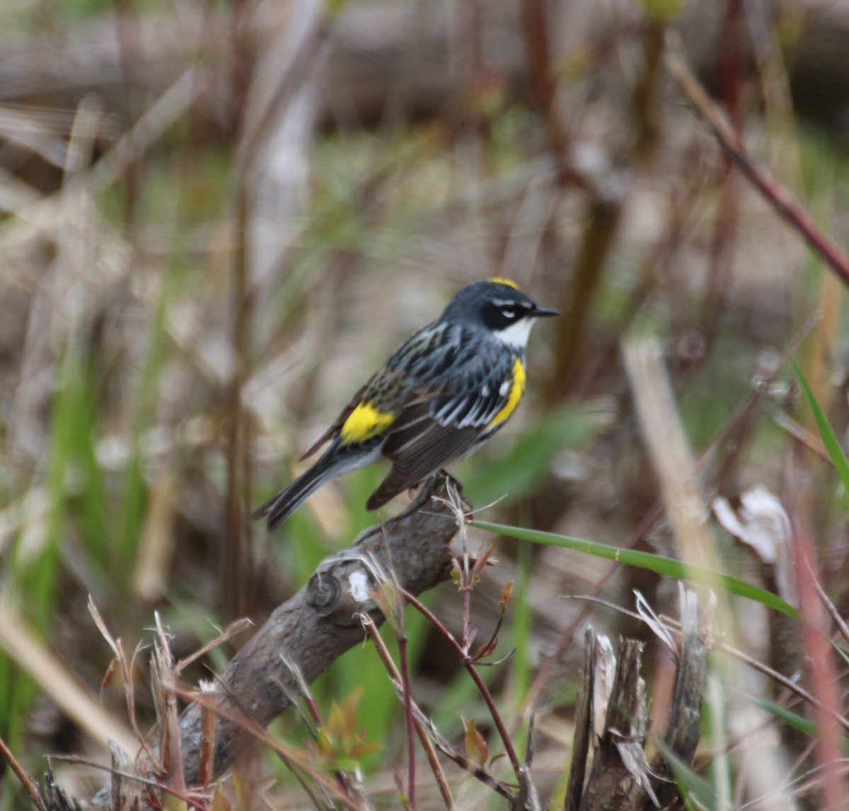 Yellow-rumped Warbler - ML524995861