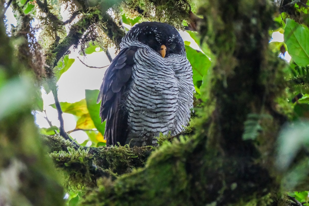 Black-and-white Owl - Oscar Vazquez