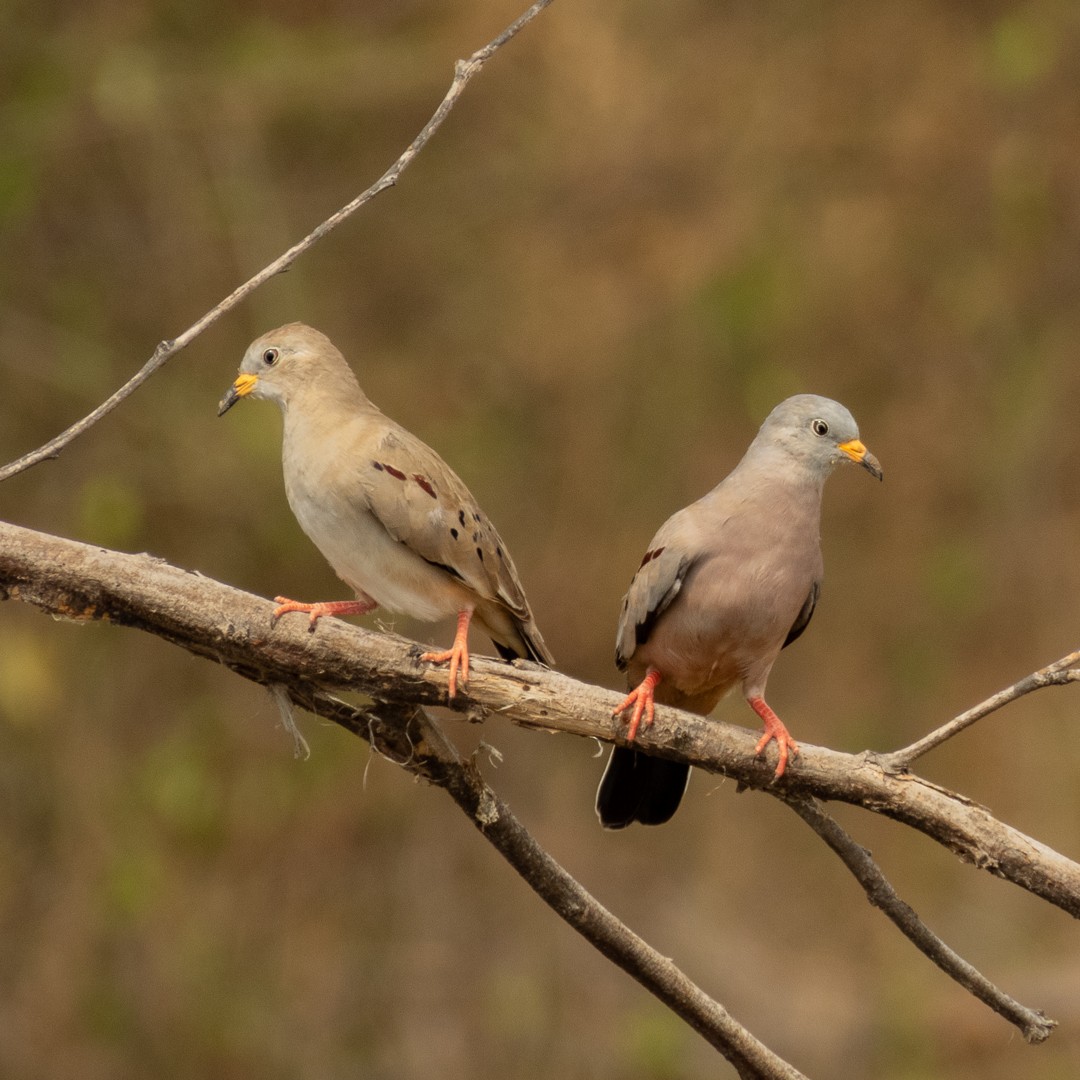 Croaking Ground Dove - ML524997191