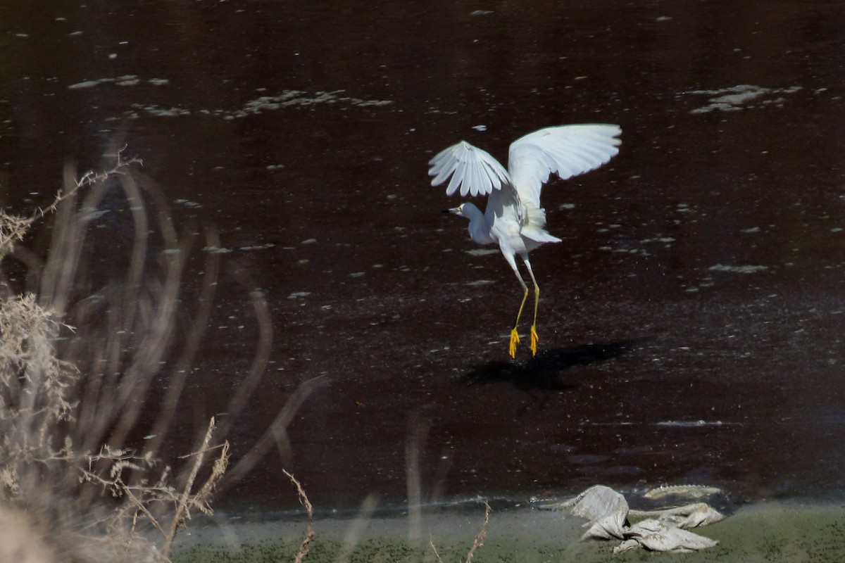 Snowy Egret - ML524997521