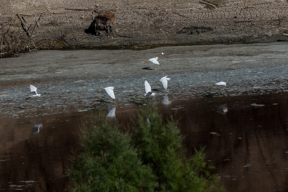 Snowy Egret - ML524997531